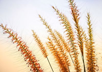 Low angle view of crops against sky