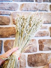 Close-up of firewood