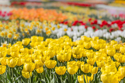 Close-up of yellow tulips