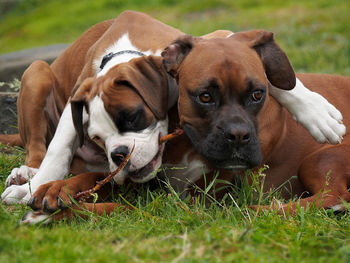 Portrait of dog relaxing on grassy field