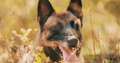 Close-up of dog on field