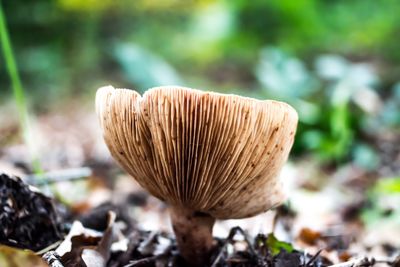 Close-up of mushroom growing outdoors