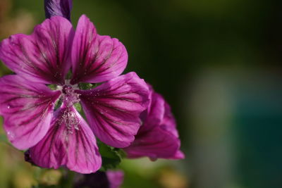 Close-up of pink rose flower