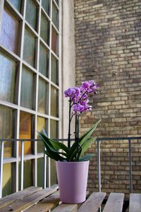 Close-up of pink flower in pot against wall