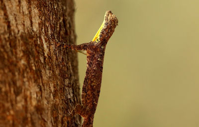 Close-up of rusty chain on tree trunk