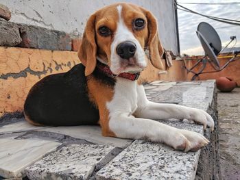 Portrait of dog sitting outdoors