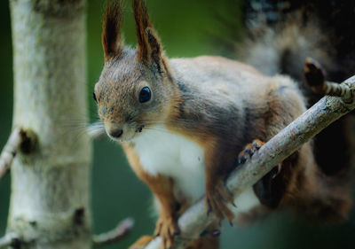 Close-up of squirrel on tree