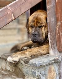 Close-up of dog resting on wood at zoo