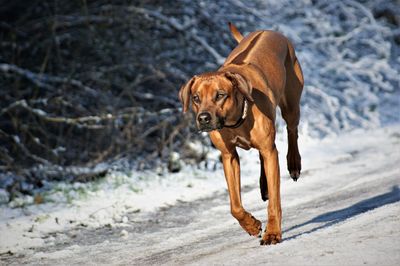 Portrait of dog running in snow