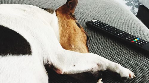 High angle view of dog lying down