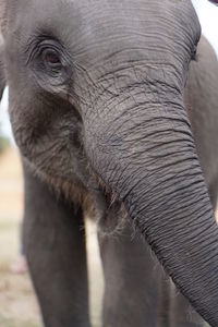 Close-up of elephant