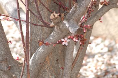 Close-up of lizard on tree trunk