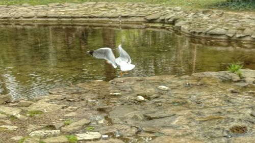 View of an animal in pond