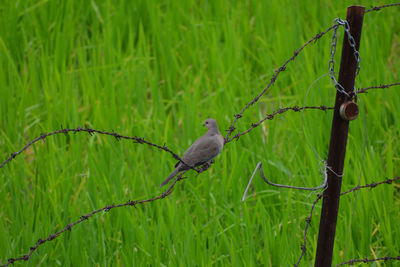 Bird perching on a branch