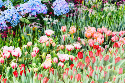 Close-up of colorful tulips in field