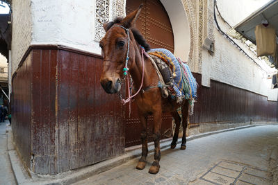 Horse standing in a alley