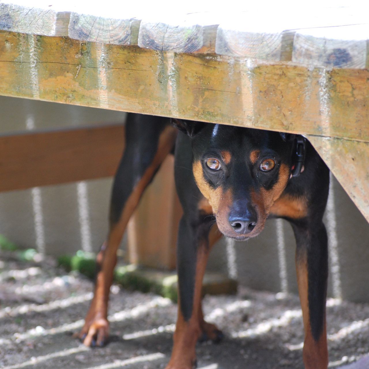 domestic animals, animal themes, mammal, one animal, dog, pets, portrait, looking at camera, standing, close-up, day, brown, focus on foreground, zoology, animal head, pet collar, no people, outdoors, full length, vertebrate