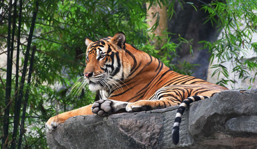 Tiger in a zoo