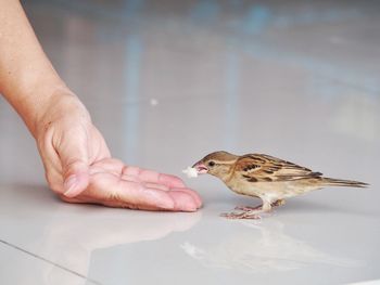 Close-up of bird perching on hand