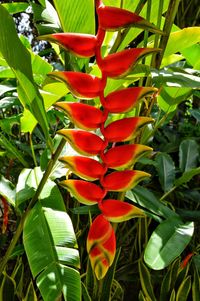 Close-up of red flowers