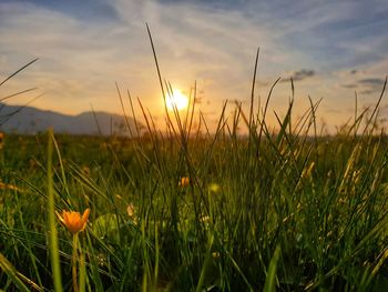 Close-up of grass growing on field against sky during sunset