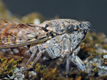 Close-up of caterpillar