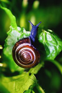 Close-up of snail on leaf