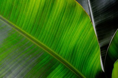 Full frame shot of green leaves