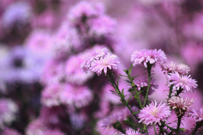 Photo of margaret flower field