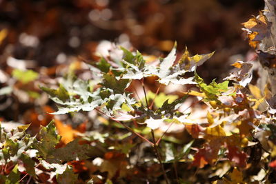 Close-up of white flowering plant