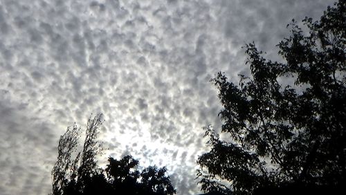 Low angle view of tree against cloudy sky