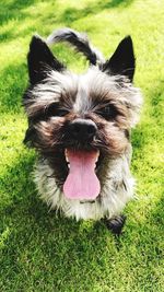 Close-up portrait of dog on grass