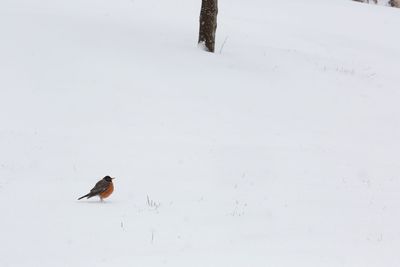 Bird perching on snow