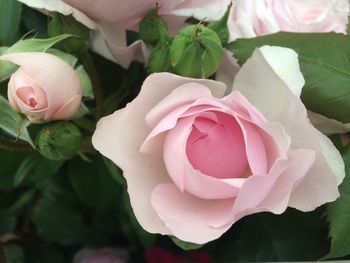 Close-up of pink roses