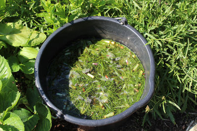 High angle view of plants growing on field