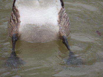 High angle view of duck swimming in lake