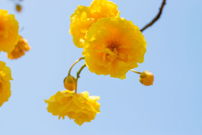 Close-up of yellow flowering plant against clear sky