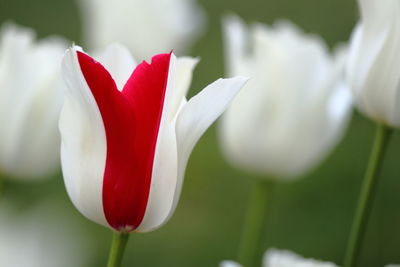 Close-up of red rose flower