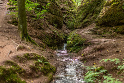 Hiking trail and stream in the drachenschlucht, dragon gorge near eisenach, thuringia