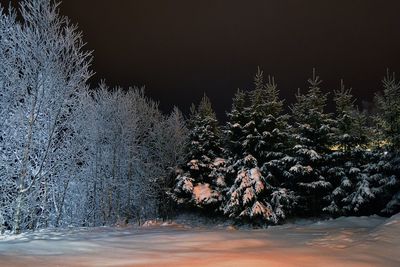 View of pine trees in forest during winter