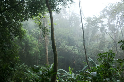 Trees in forest during rainy season