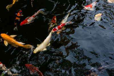 High angle view of koi carps swimming in lake