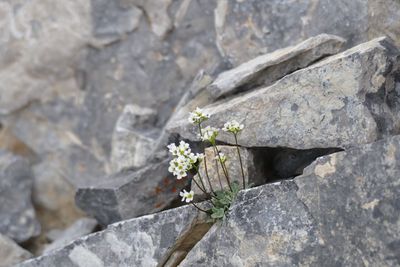 Close-up of plant on rock