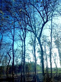 Bare trees against sky