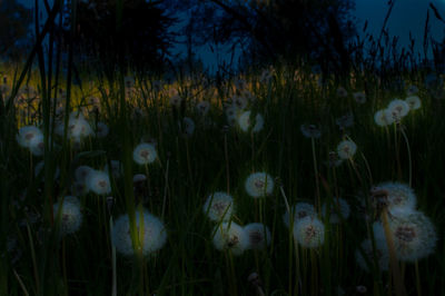 Close-up of mushrooms in grass