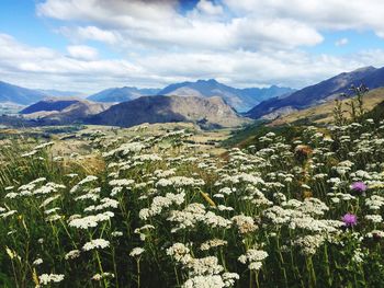 High angle view of cow parsleys blooming on mountains