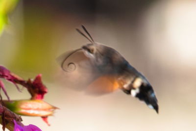 Close-up of butterfly on flower