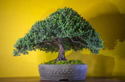 Potted plant against yellow background