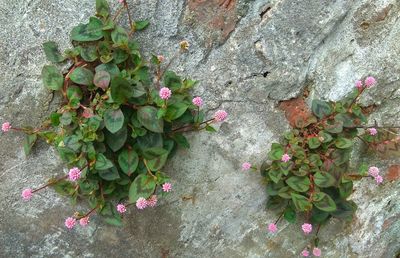 Flowers blooming on plant