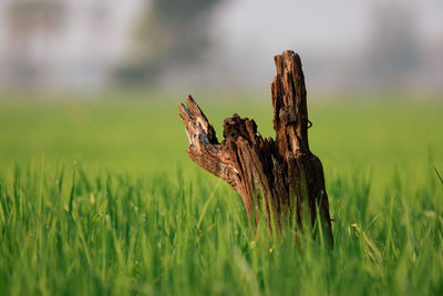 Close-up of dead plant on land